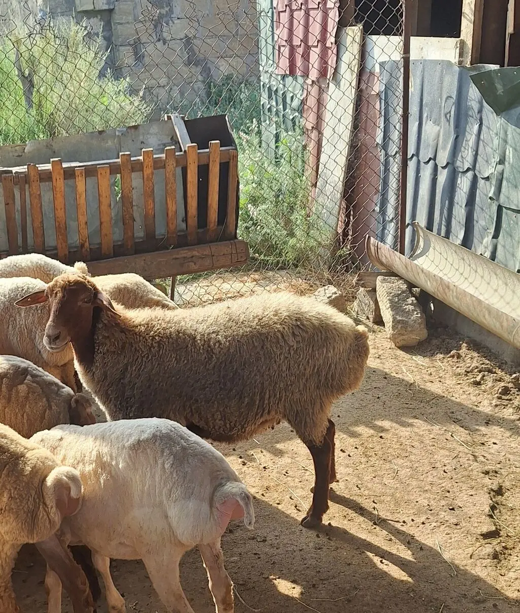 Qoyun — Heyvanlar, Quşlar, Balıqlar, Sumqayıt