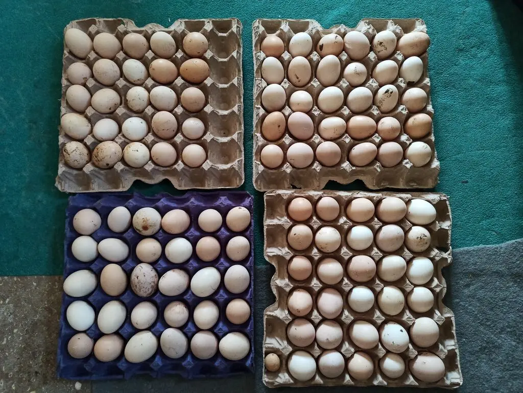 Yumurta — Heyvanlar, Quşlar, Balıqlar, Bakı