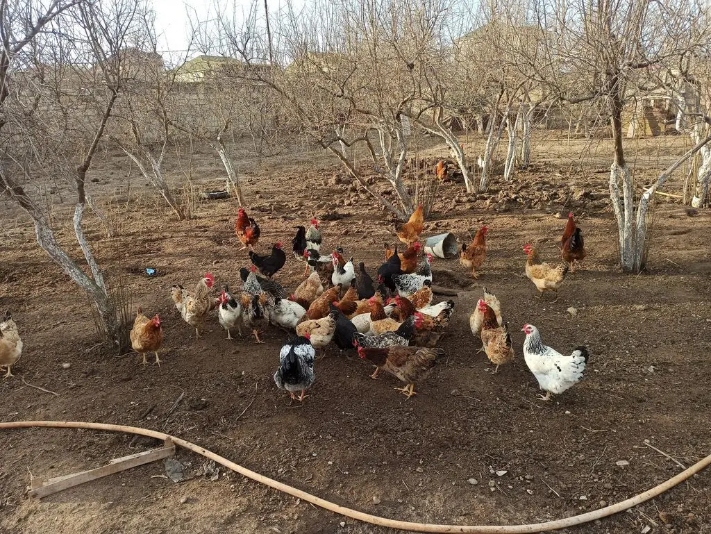 Yumurta — Heyvanlar, Quşlar, Balıqlar, Bakı