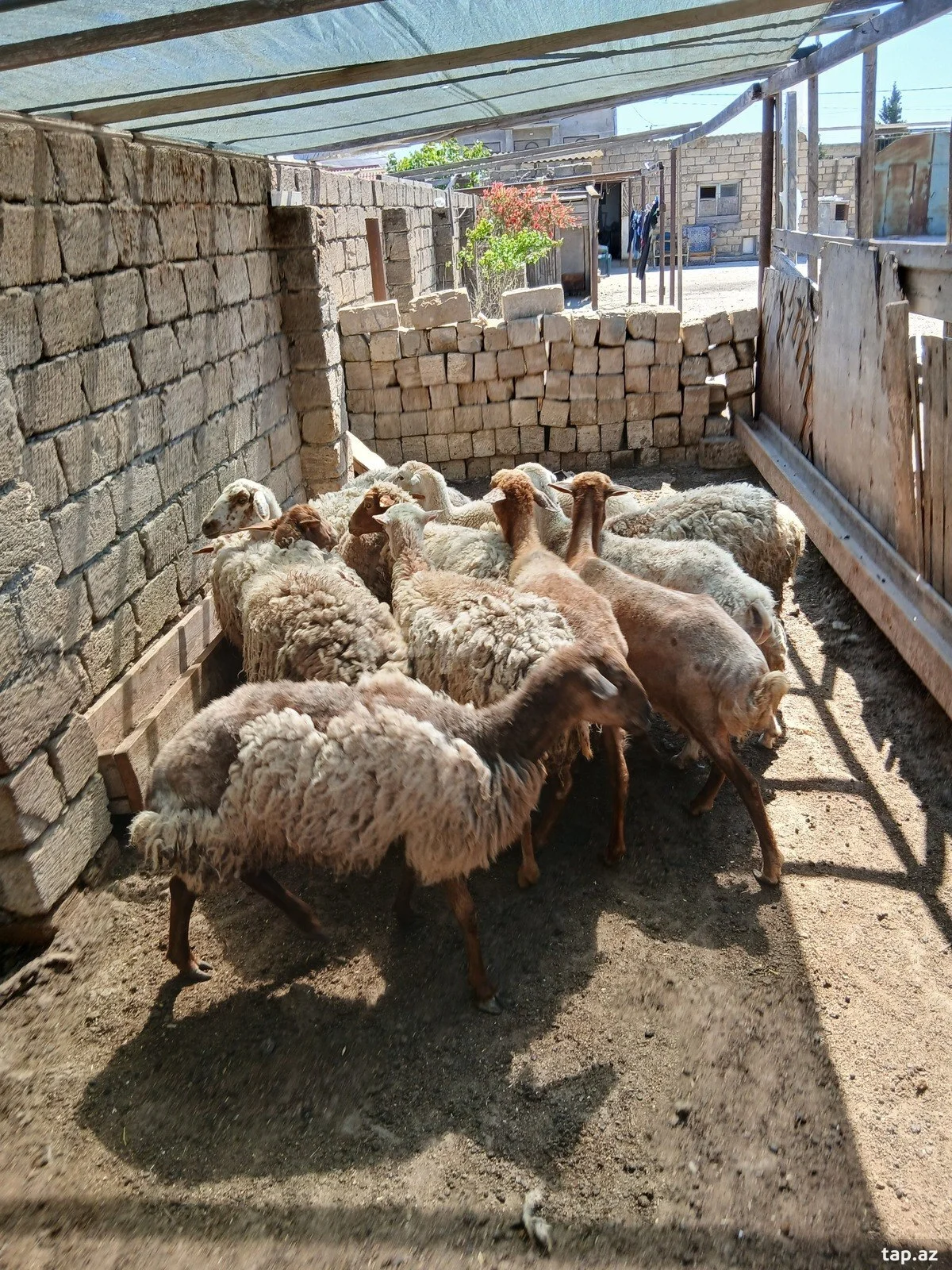 Qoyun — Heyvanlar, Quşlar, Balıqlar, Bakı