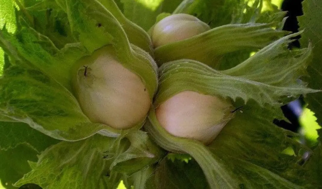Fındıq — Meyvə və Giləmeyvə, Xaçmaz
