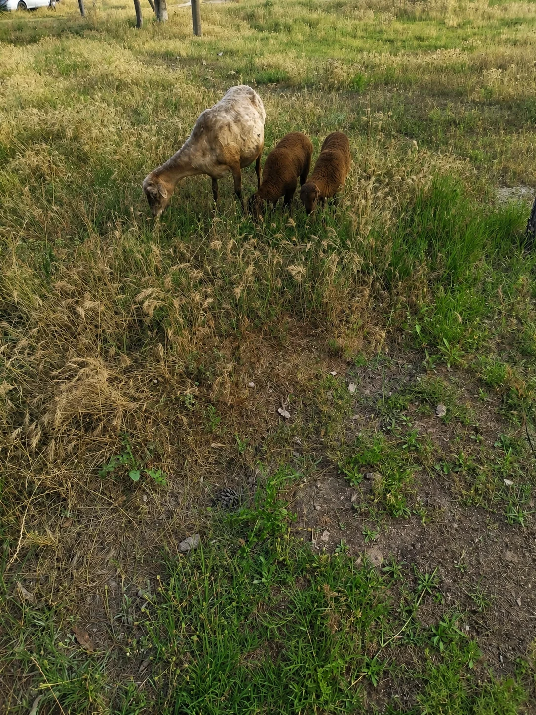 Quzu — Heyvanlar, Quşlar, Balıqlar, Bakı