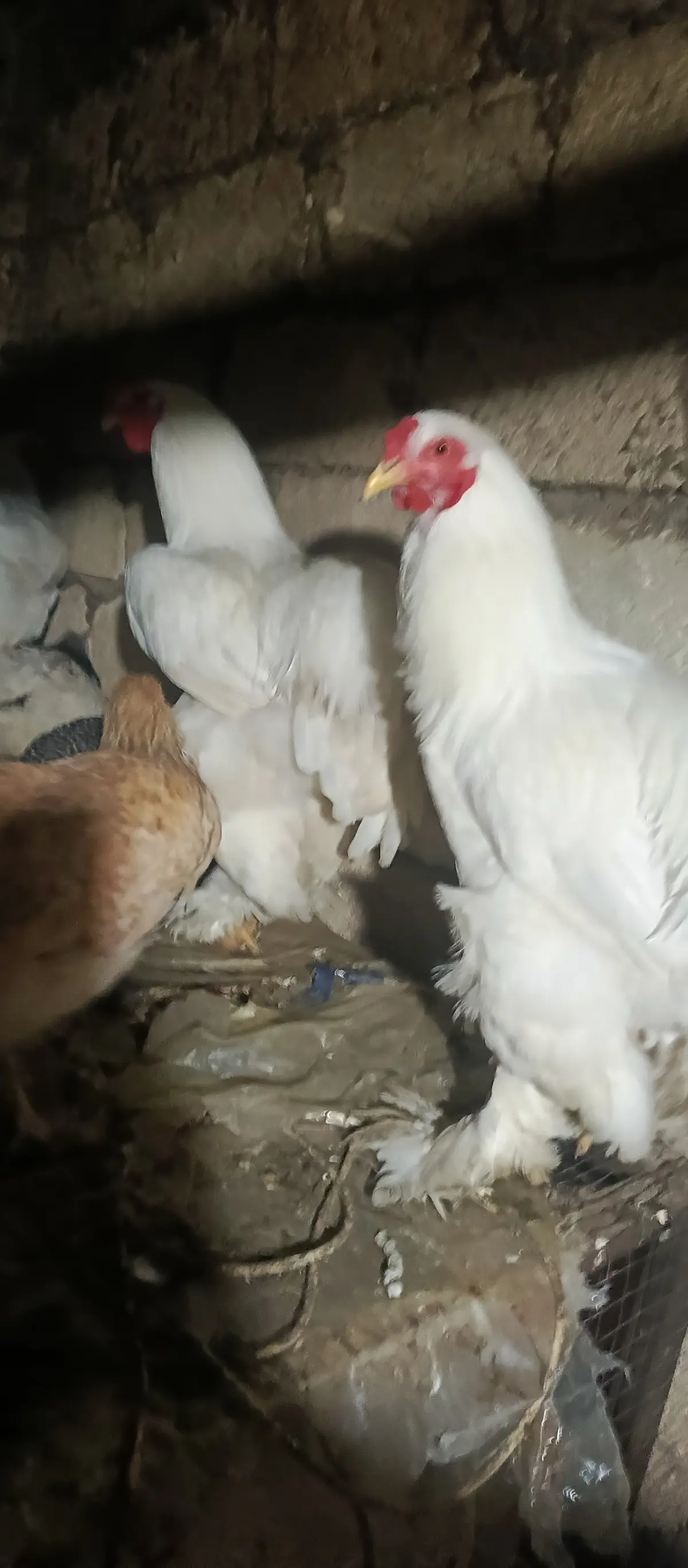 Toyuq — Heyvanlar, Quşlar, Balıqlar, Xaçmaz