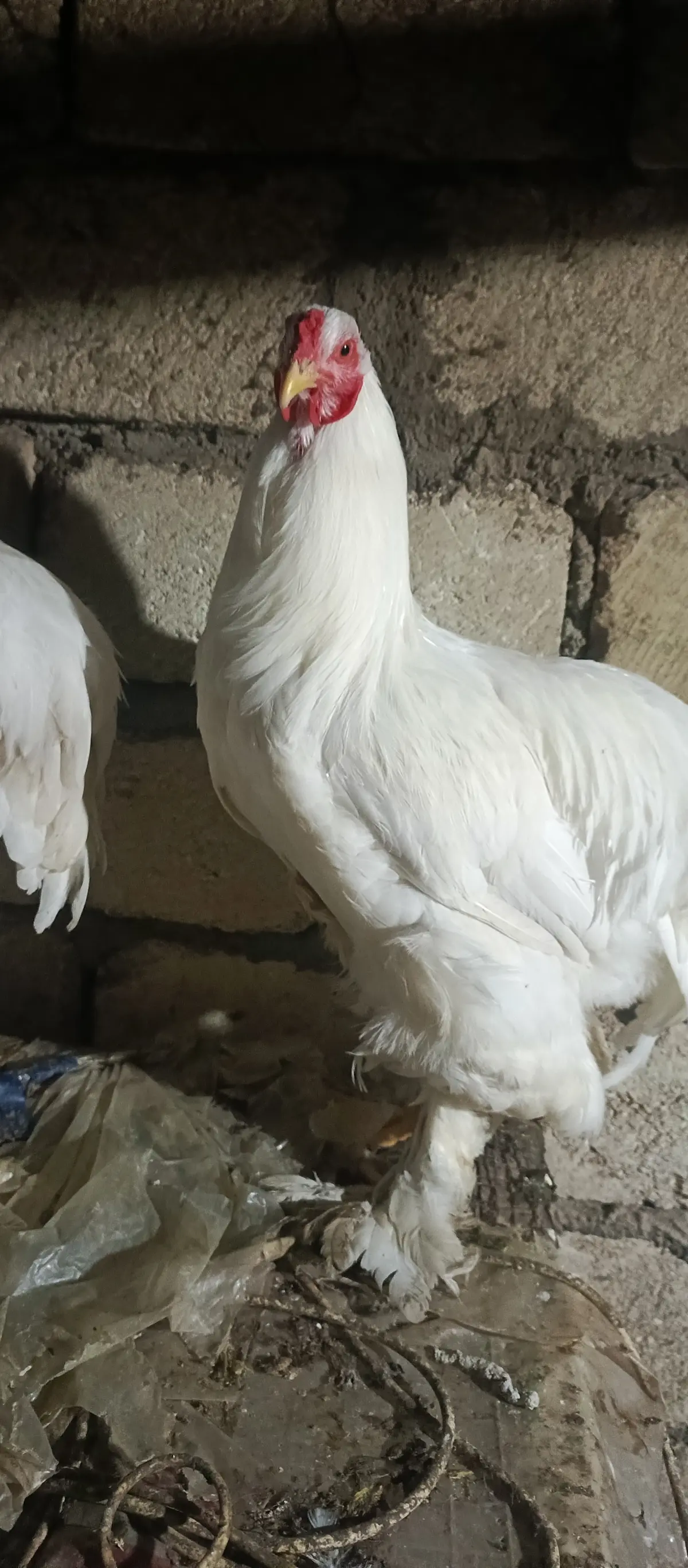 Toyuq — Heyvanlar, Quşlar, Balıqlar, Xaçmaz