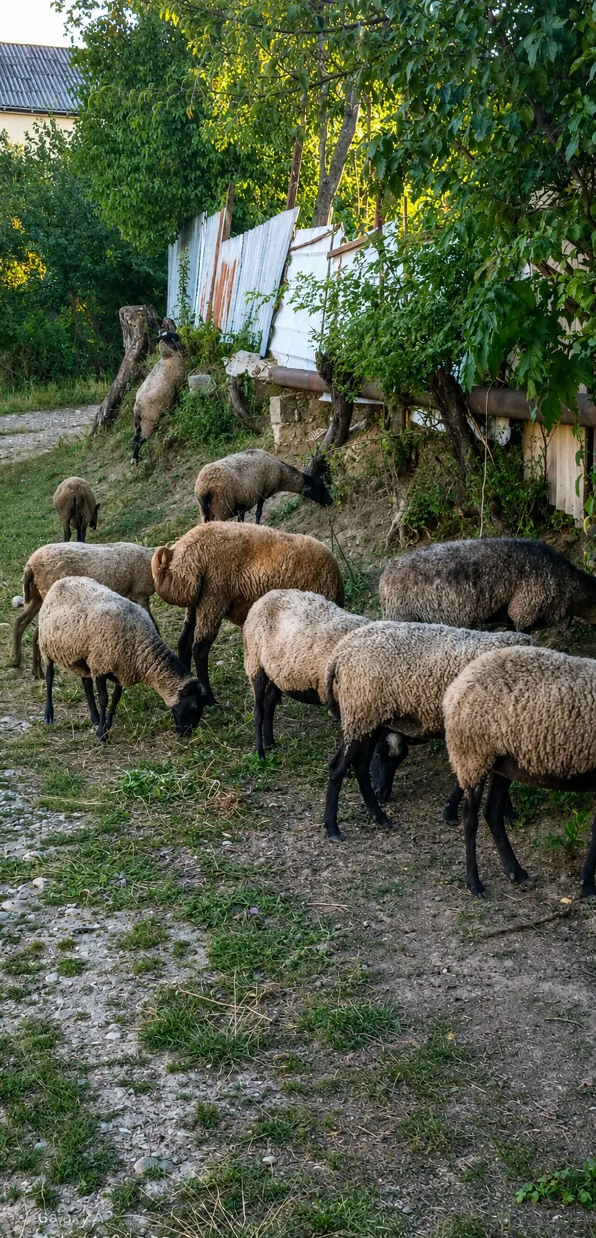 Qoyunlar — Heyvanlar, Quşlar, Balıqlar, Qusar