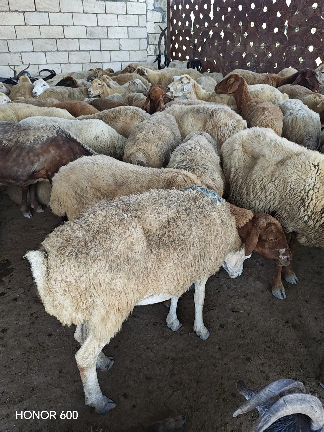 Qoyunlar — Heyvanlar, Quşlar, Balıqlar, Sabirabad