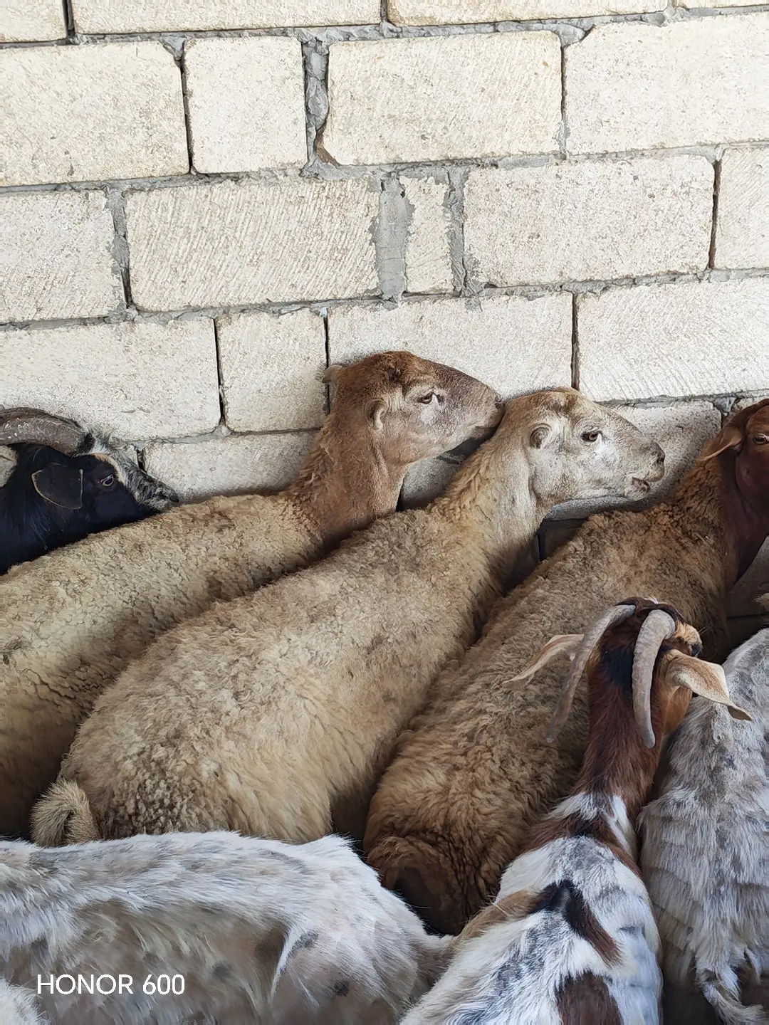 Qoyunlar — Heyvanlar, Quşlar, Balıqlar, Sabirabad