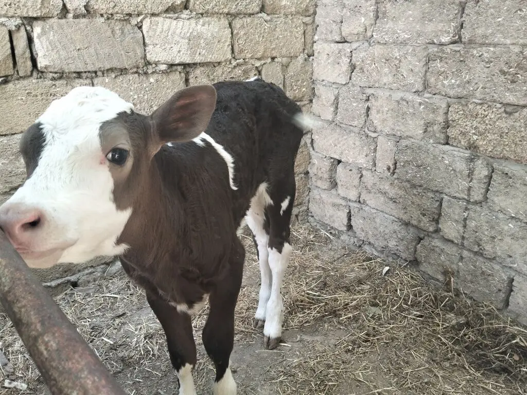 İnəklər — Heyvanlar, Quşlar, Balıqlar, Bakı