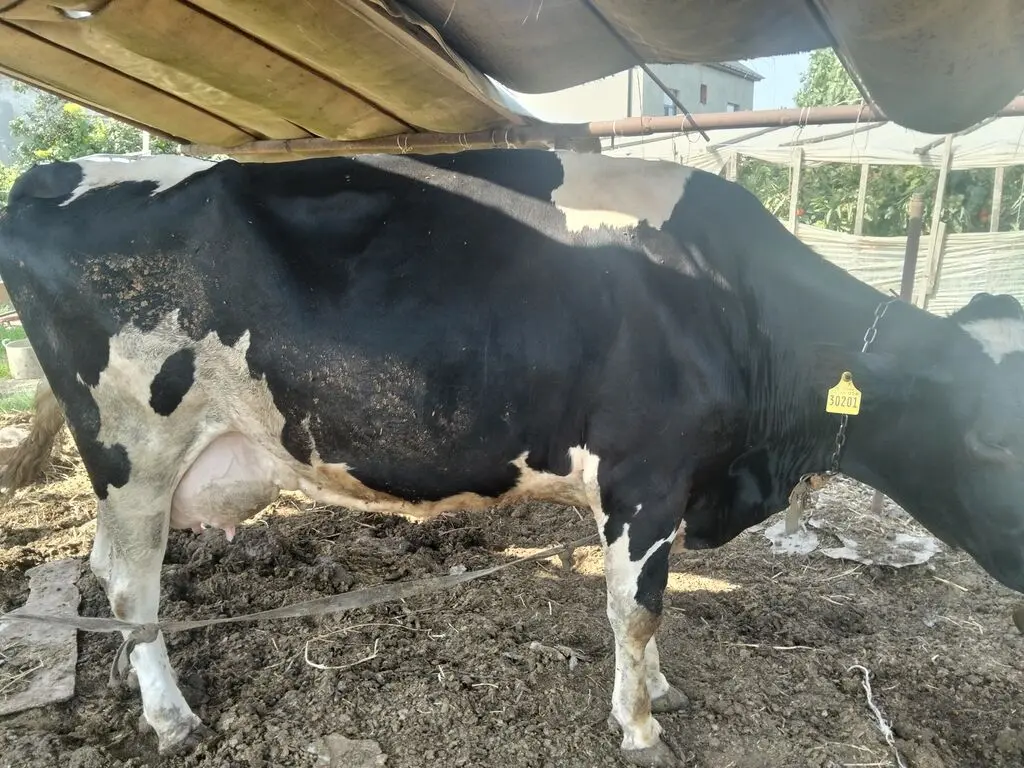 İnəklər — Heyvanlar, Quşlar, Balıqlar, Bakı