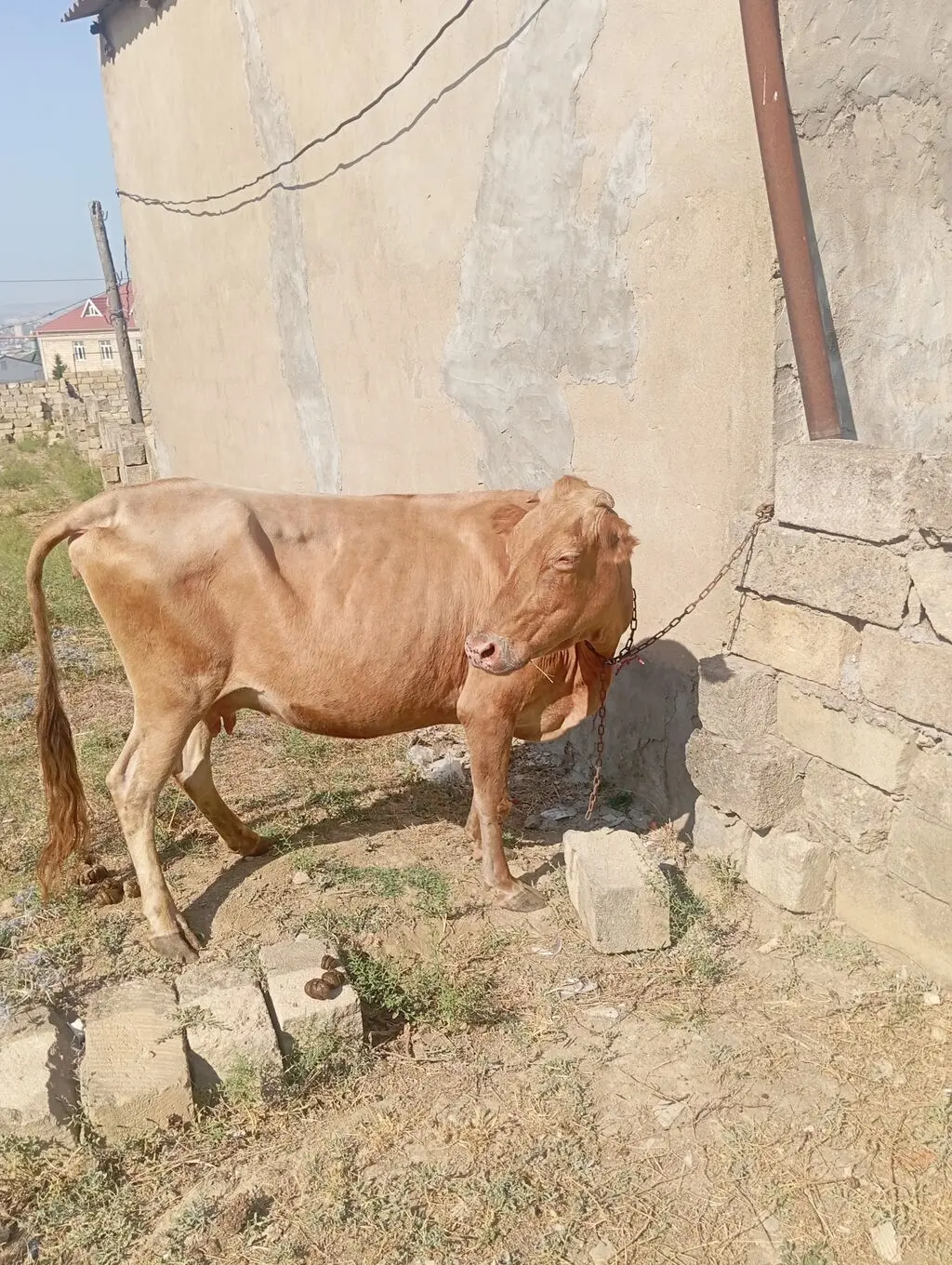 Dana — Heyvanlar, Quşlar, Balıqlar, Xırdalan