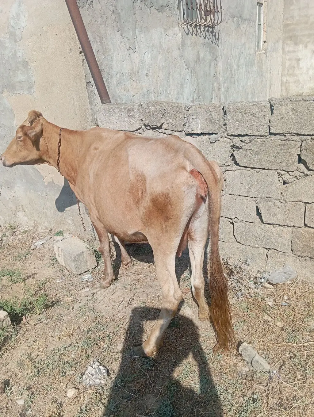 Dana — Heyvanlar, Quşlar, Balıqlar, Xırdalan