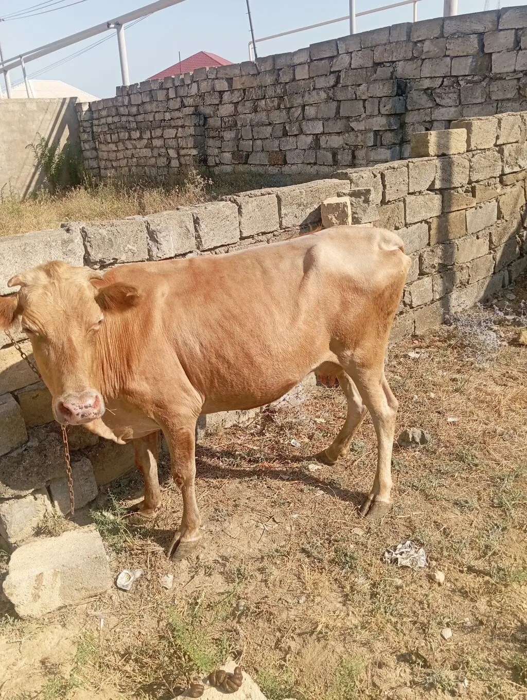 Dana — Heyvanlar, Quşlar, Balıqlar, Xırdalan