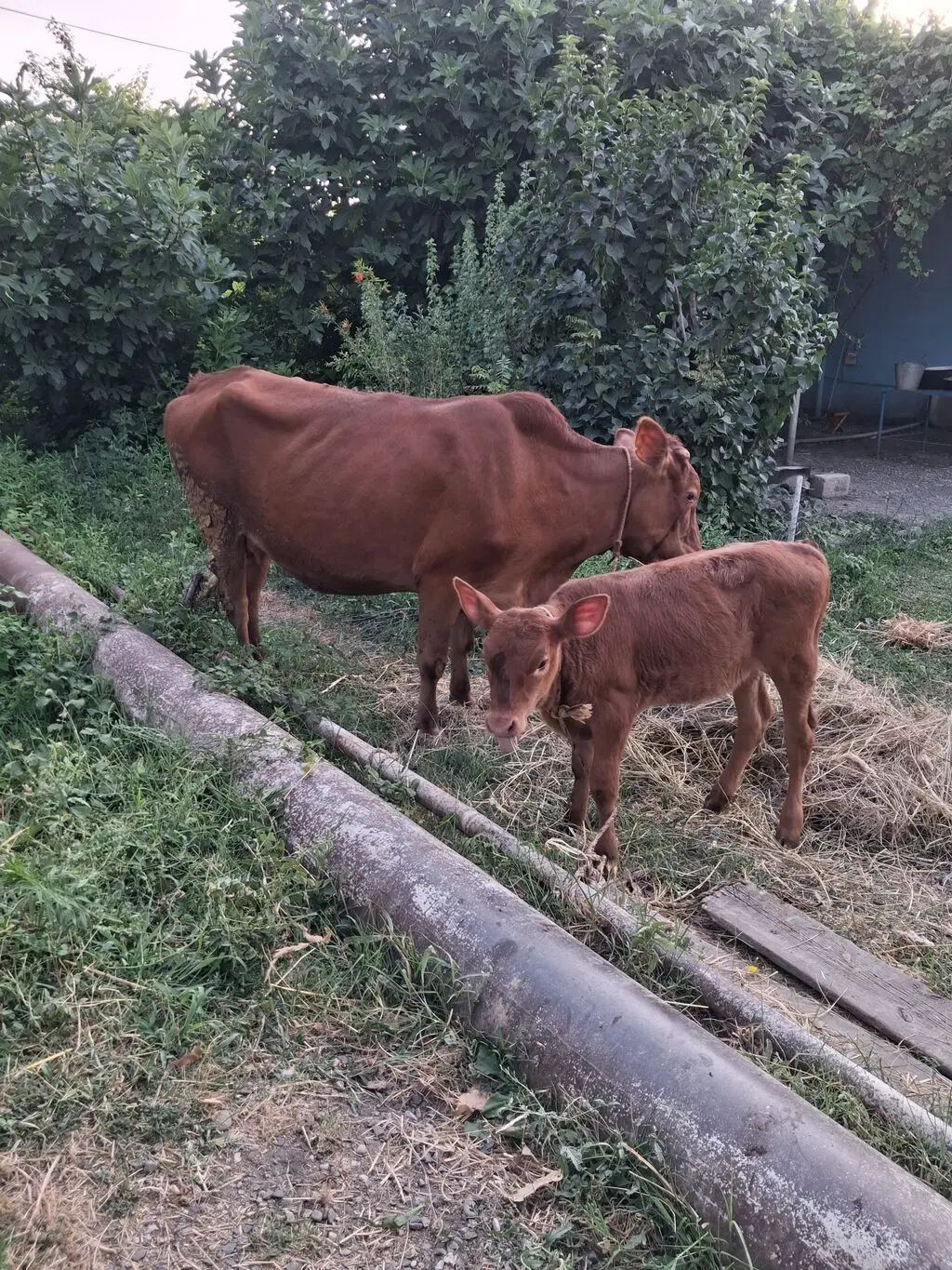 Balalı inək — Heyvanlar, Quşlar, Balıqlar, Xaçmaz