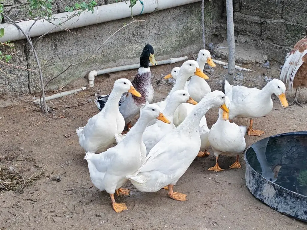 Ördəklər — Heyvanlar, Quşlar, Balıqlar, Bakı