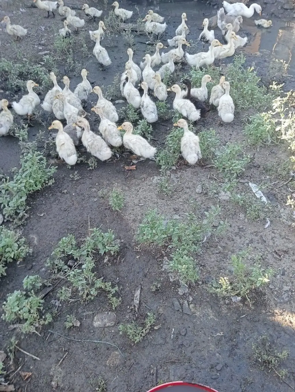 Ördək balası — Heyvanlar, Quşlar, Balıqlar, Quba