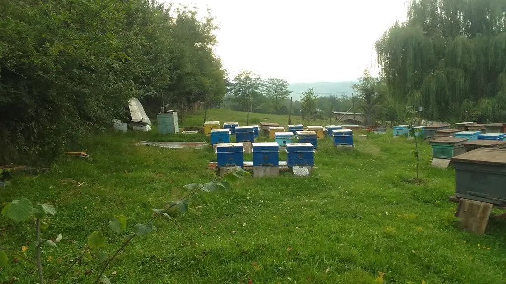 Arı ailəsi — Heyvanlar, Quşlar, Balıqlar, Quba