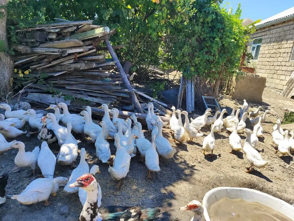 Ördəklər — Heyvanlar, Quşlar, Balıqlar, Xaçmaz