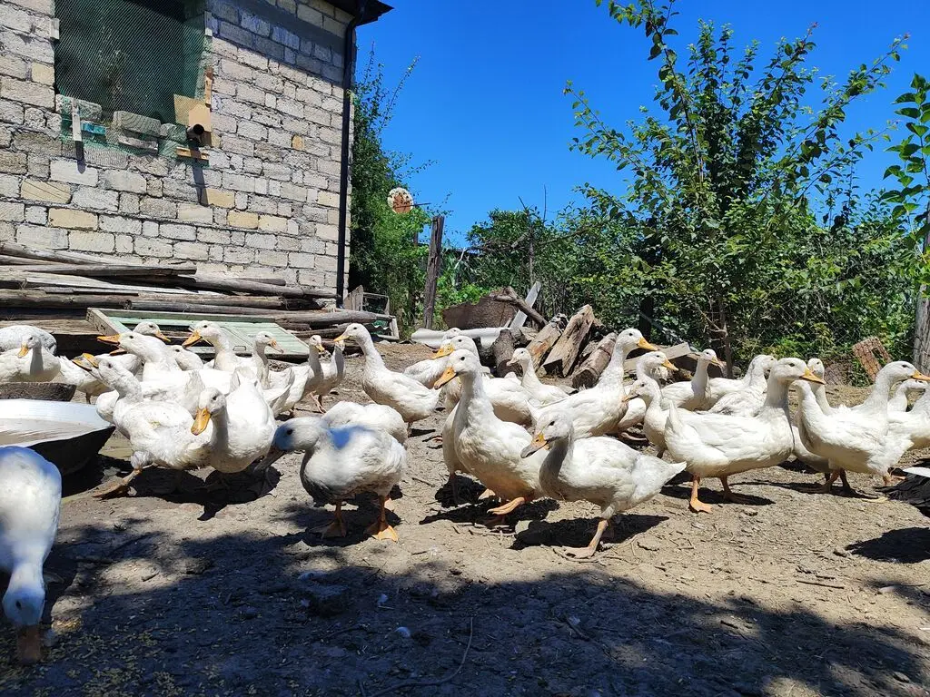 Ördəklər — Heyvanlar, Quşlar, Balıqlar, Xaçmaz