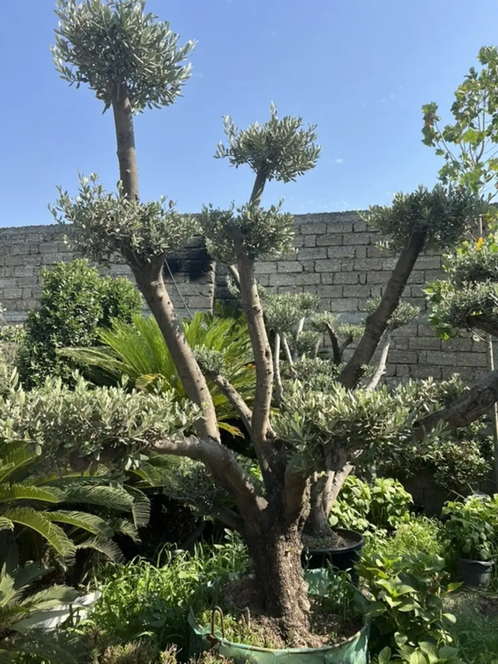 Bağban xidməti — Kənd/Təs Xidmətləri, Bakı