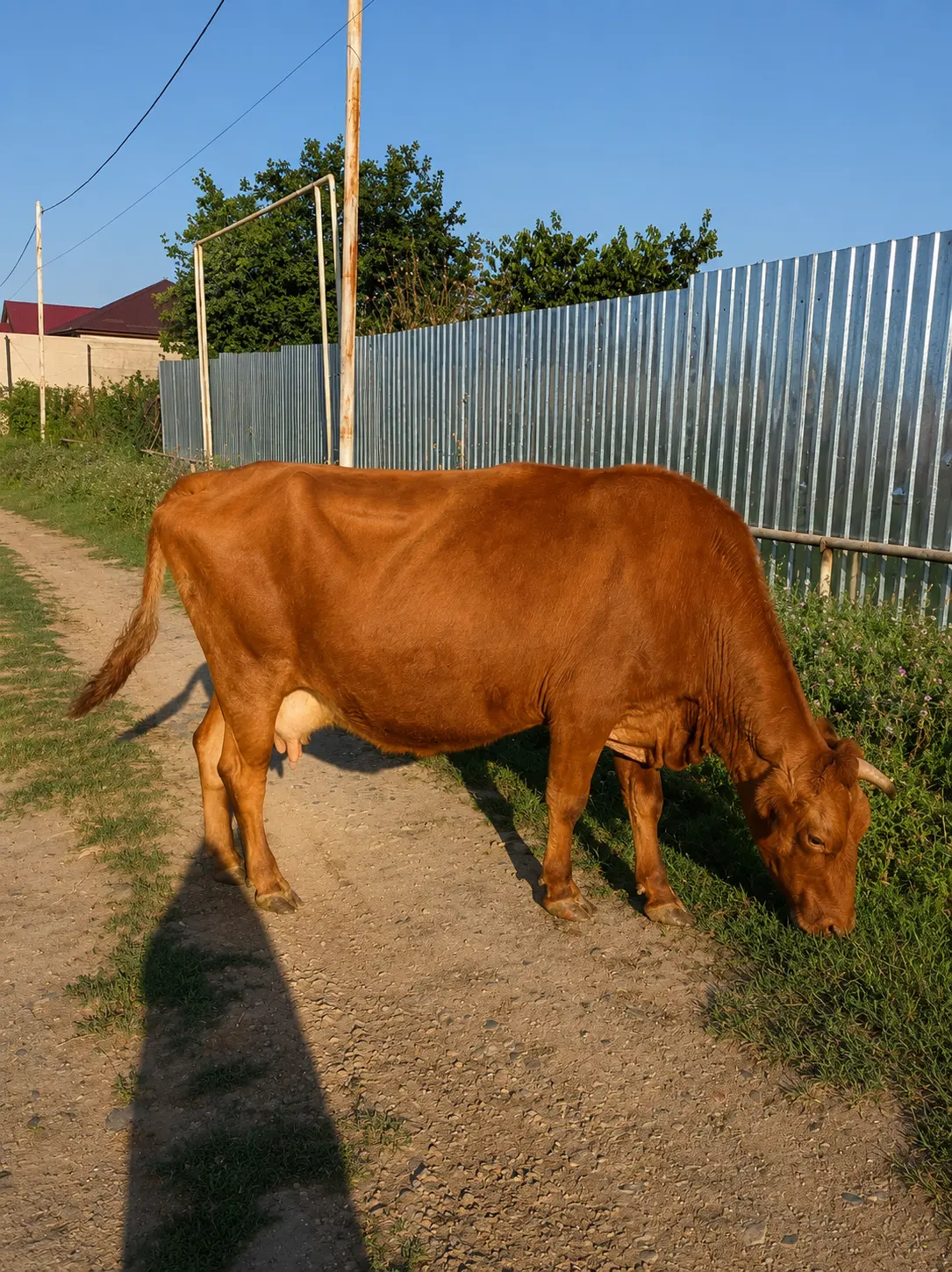 Balalı inək — Heyvanlar, Quşlar, Balıqlar, Quba