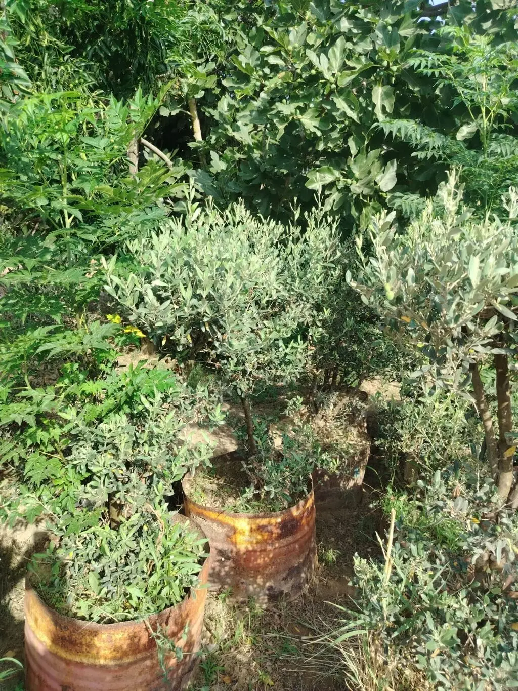 Zeytun tingi — Dənlilər, Otlar Yemlər,  Bitkilər, Bakı