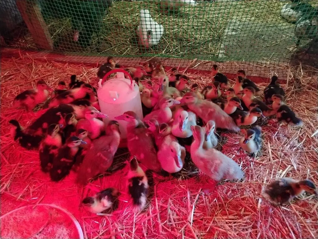 Ördək balası — Heyvanlar, Quşlar, Balıqlar, Bakı