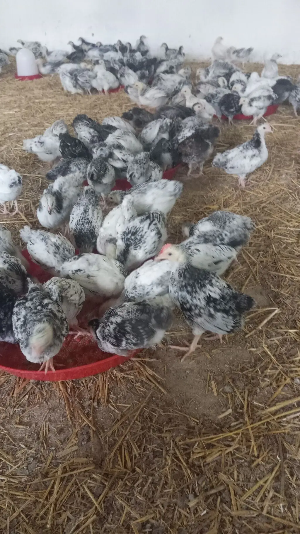 Cücə — Heyvanlar, Quşlar, Balıqlar, Bakı