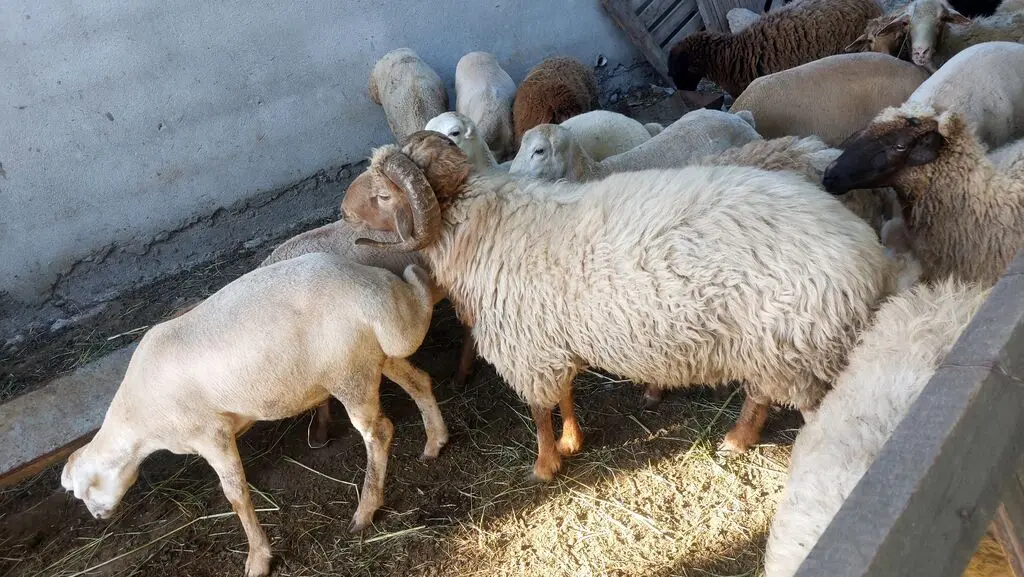 Qoyunlar — Heyvanlar, Quşlar, Balıqlar, Quba