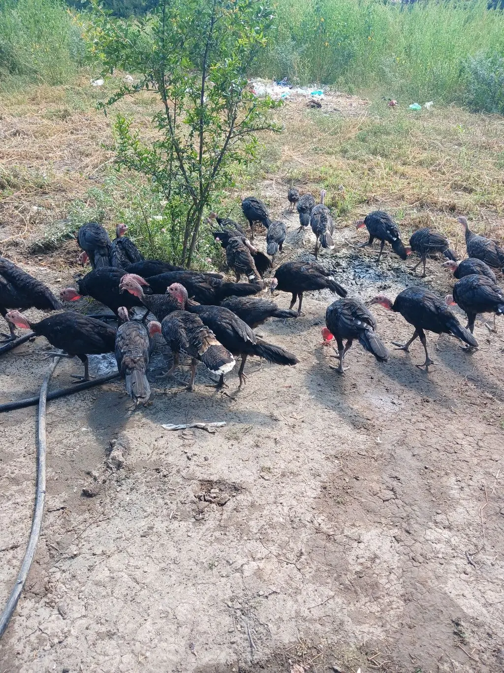 Hinduşkalar — Heyvanlar, Quşlar, Balıqlar, İmişli