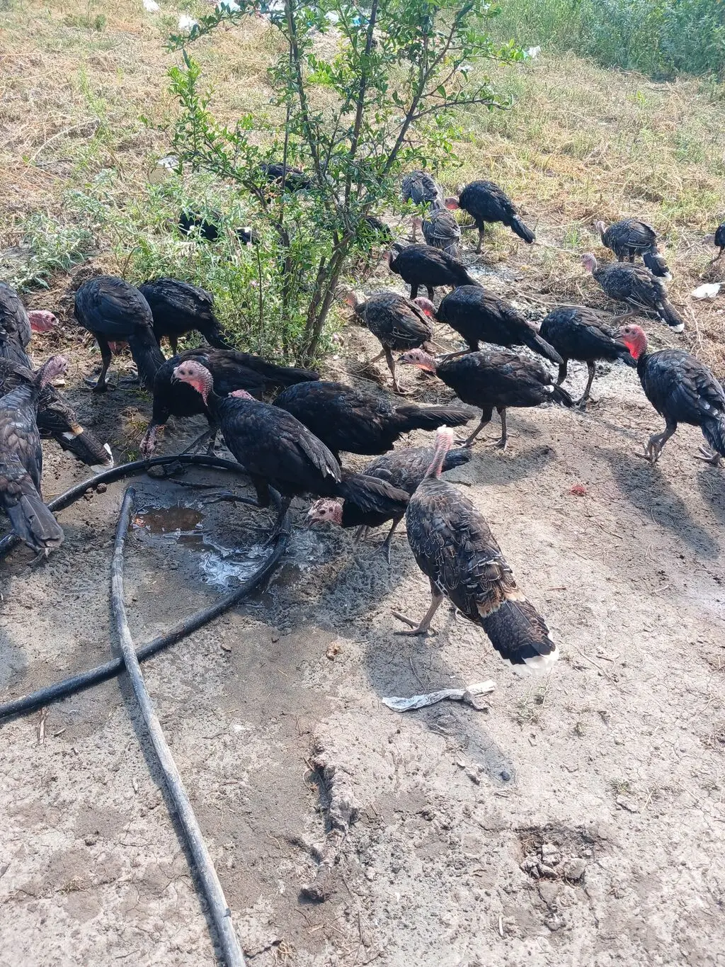 Hinduşkalar — Heyvanlar, Quşlar, Balıqlar, İmişli