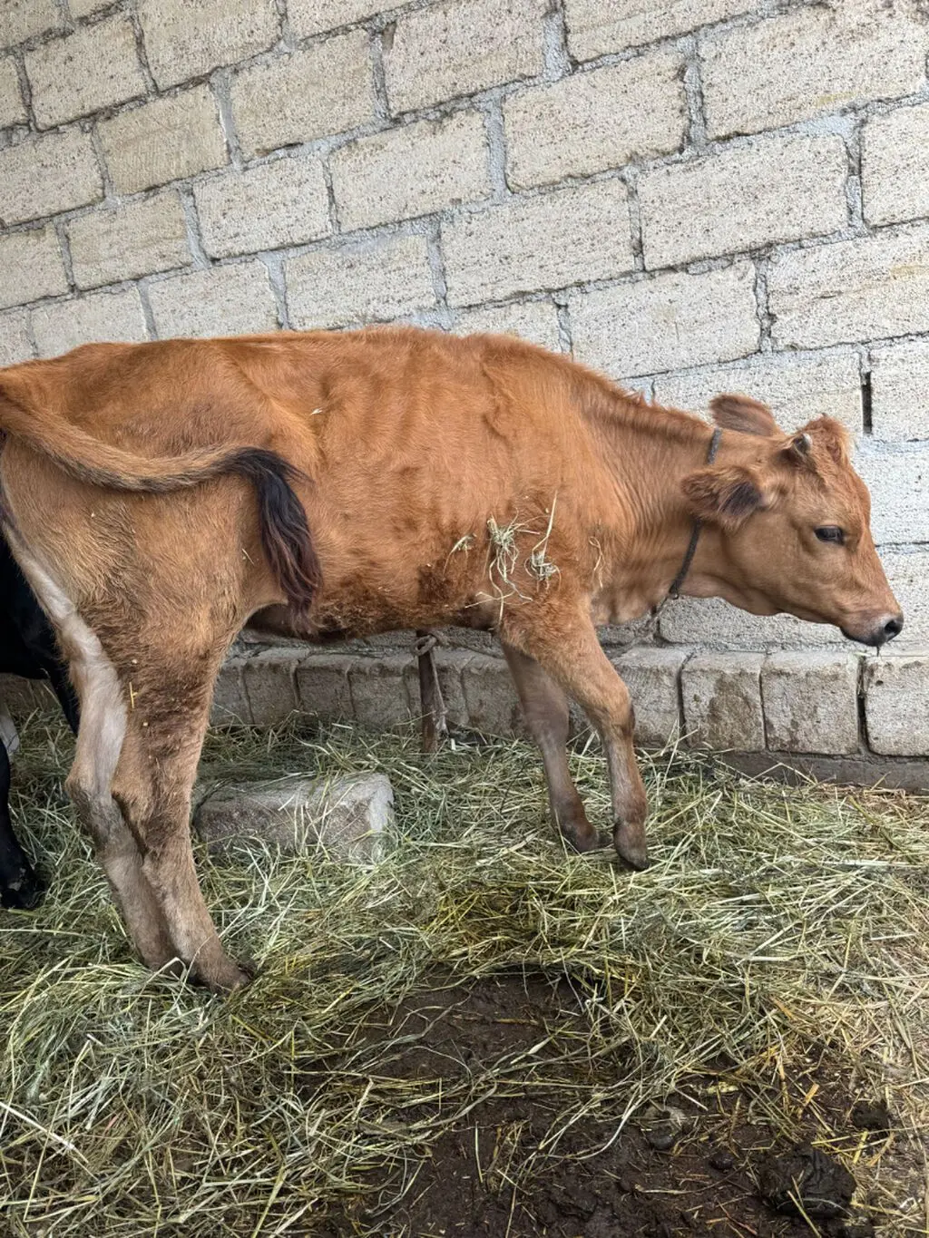 Buzov — Heyvanlar, Quşlar, Balıqlar, Şabran