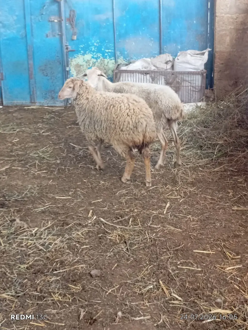 Balali qoyun — Animals, Birds, Fish, Baku
