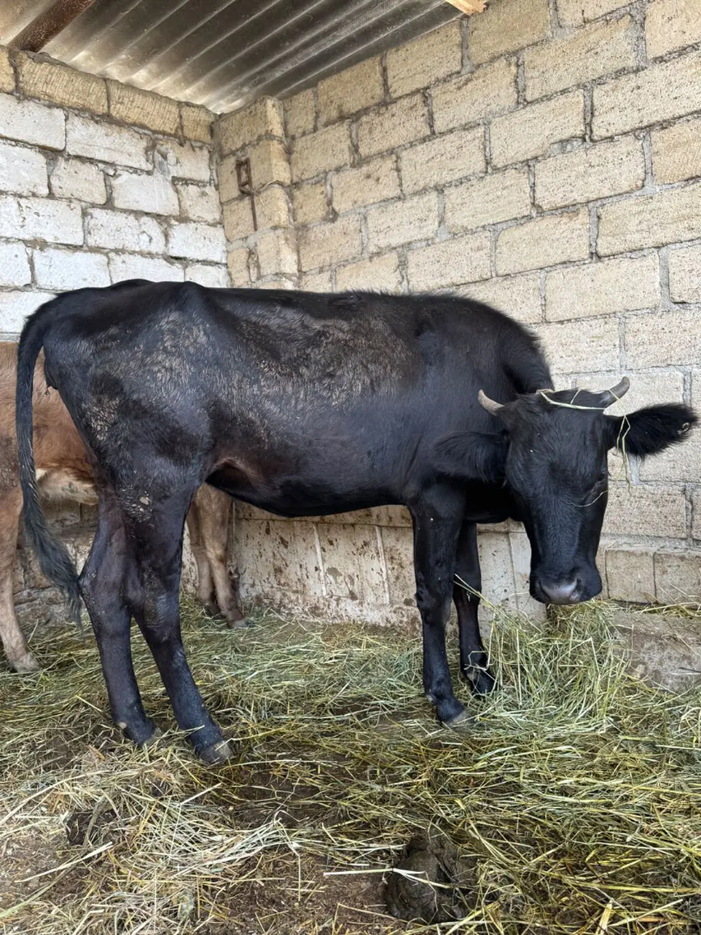 İnək — Heyvanlar, Quşlar, Balıqlar, Şabran