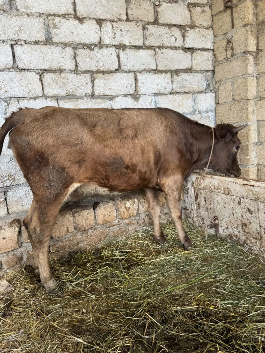 İnək — Heyvanlar, Quşlar, Balıqlar, Şabran