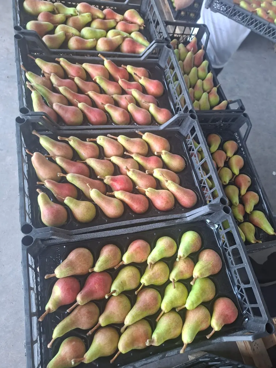 Armud — Meyvə və Giləmeyvə, Xaçmaz