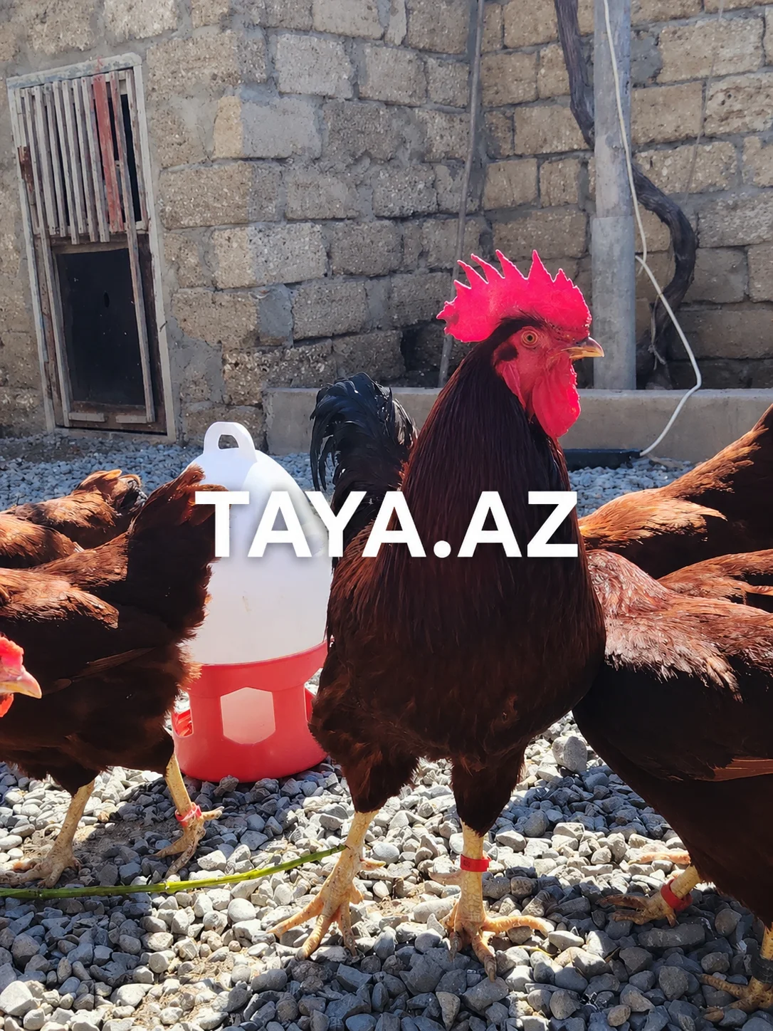 Yumurta — Heyvanlar, Quşlar, Balıqlar, Bakı
