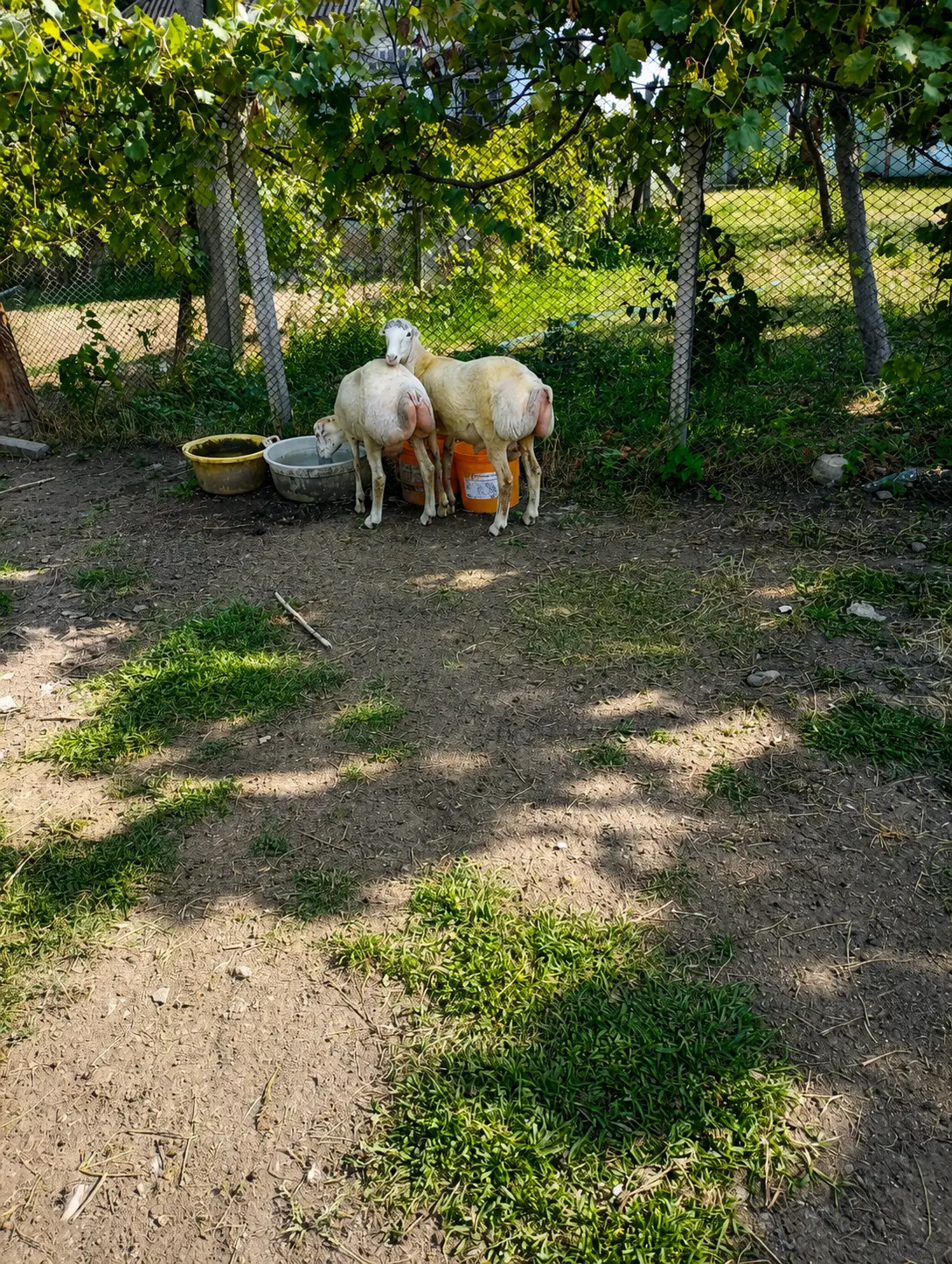 Quzular — Heyvanlar, Quşlar, Balıqlar, Oğuz