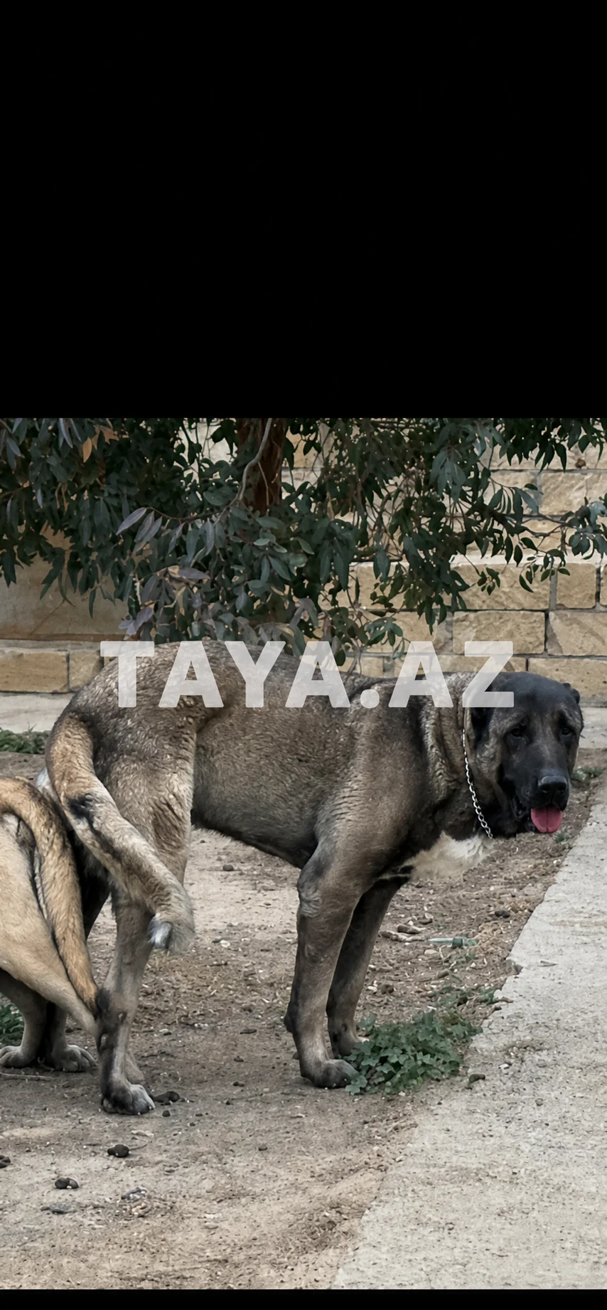 İt — Heyvanlar, Quşlar, Balıqlar, Bakı