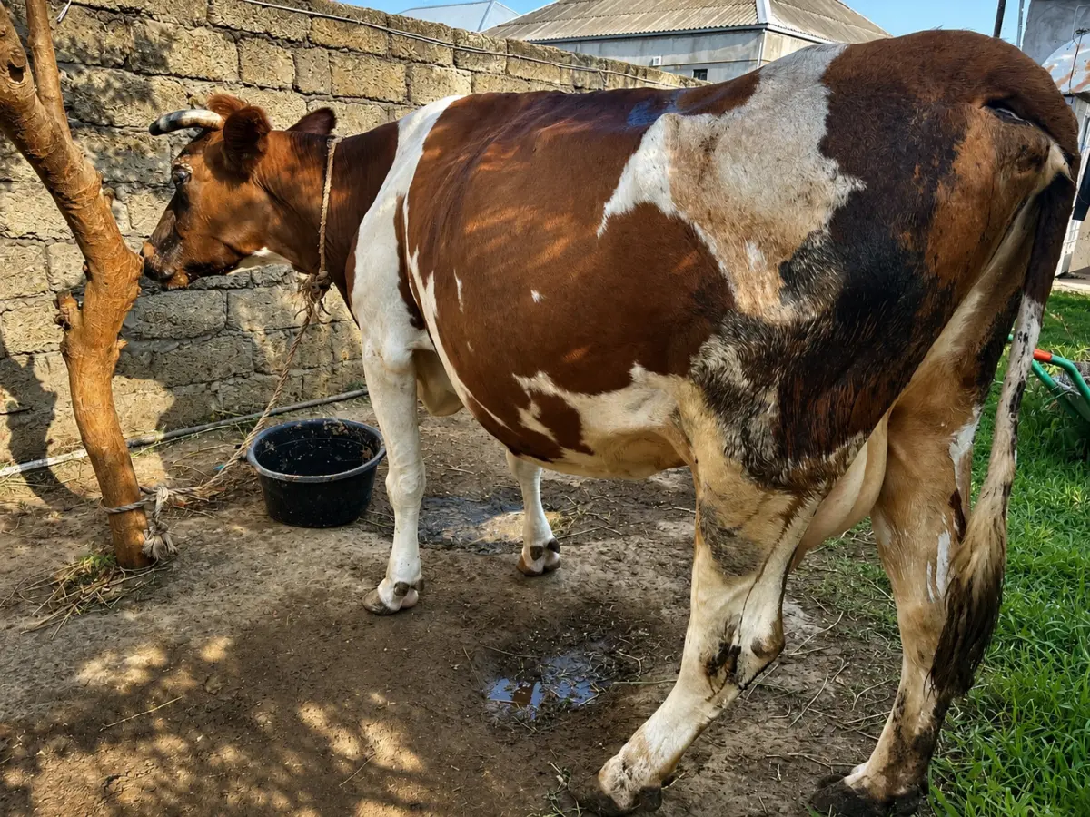 İnək — Heyvanlar, Quşlar, Balıqlar, Bakı