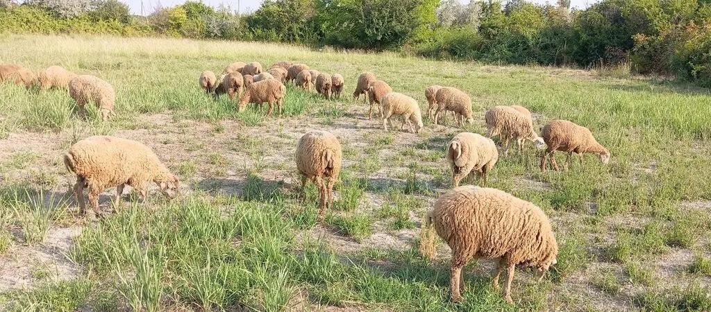 Quzular — Heyvanlar, Quşlar, Balıqlar, Ağsu