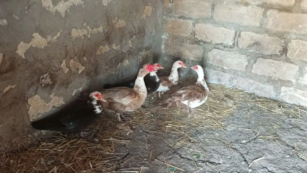 Ördəklər — Heyvanlar, Quşlar, Balıqlar, Bakı