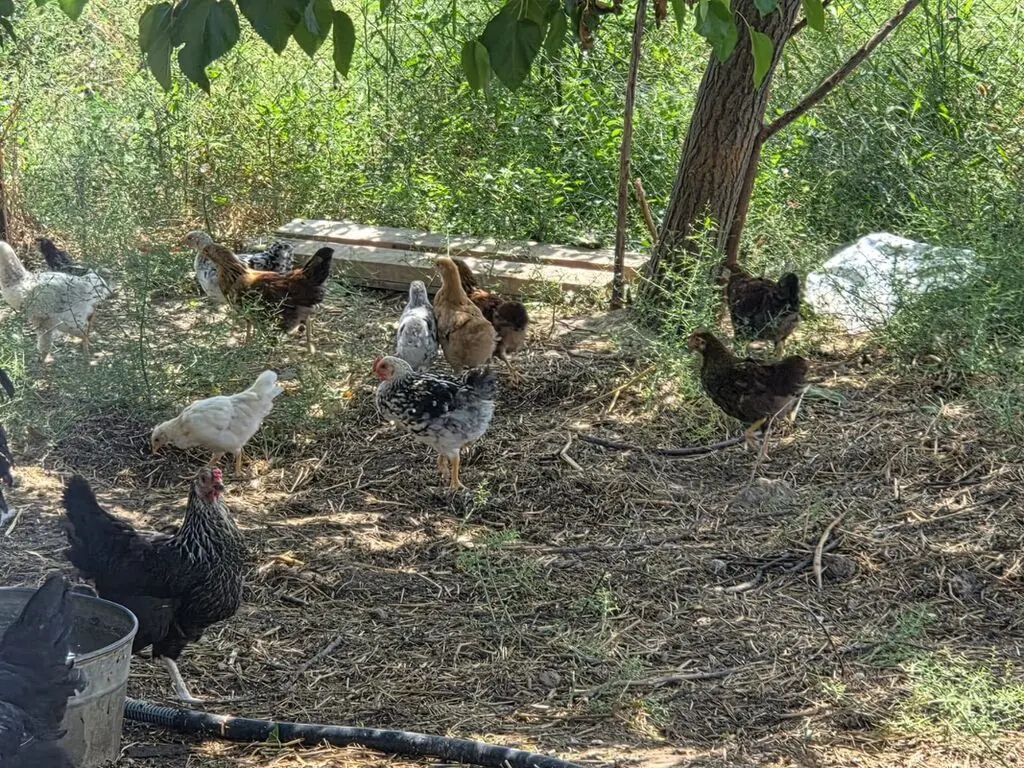 Toyuqlar — Heyvanlar, Quşlar, Balıqlar, Bakı
