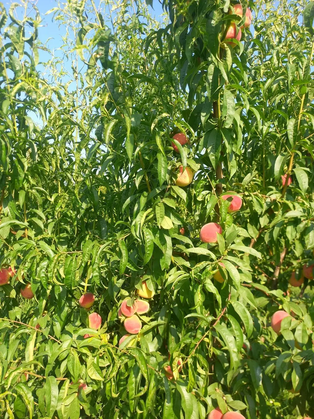 Meyvə bağı — Kənd Təsərrüfatı Əmlakı, Xaçmaz