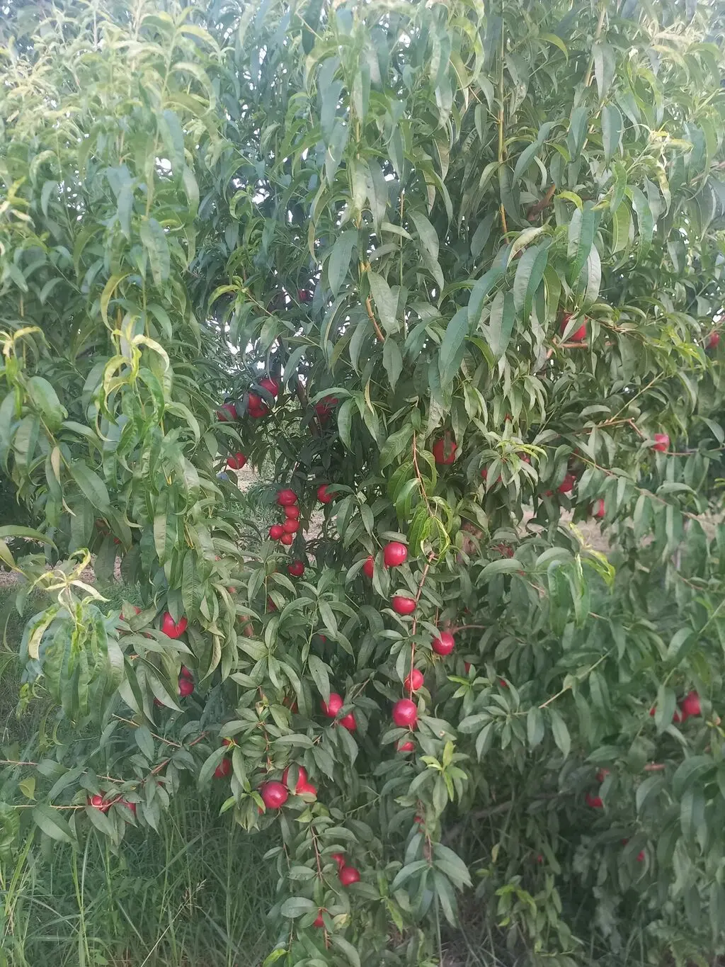 Meyvə bağı — Kənd Təsərrüfatı Əmlakı, Xaçmaz