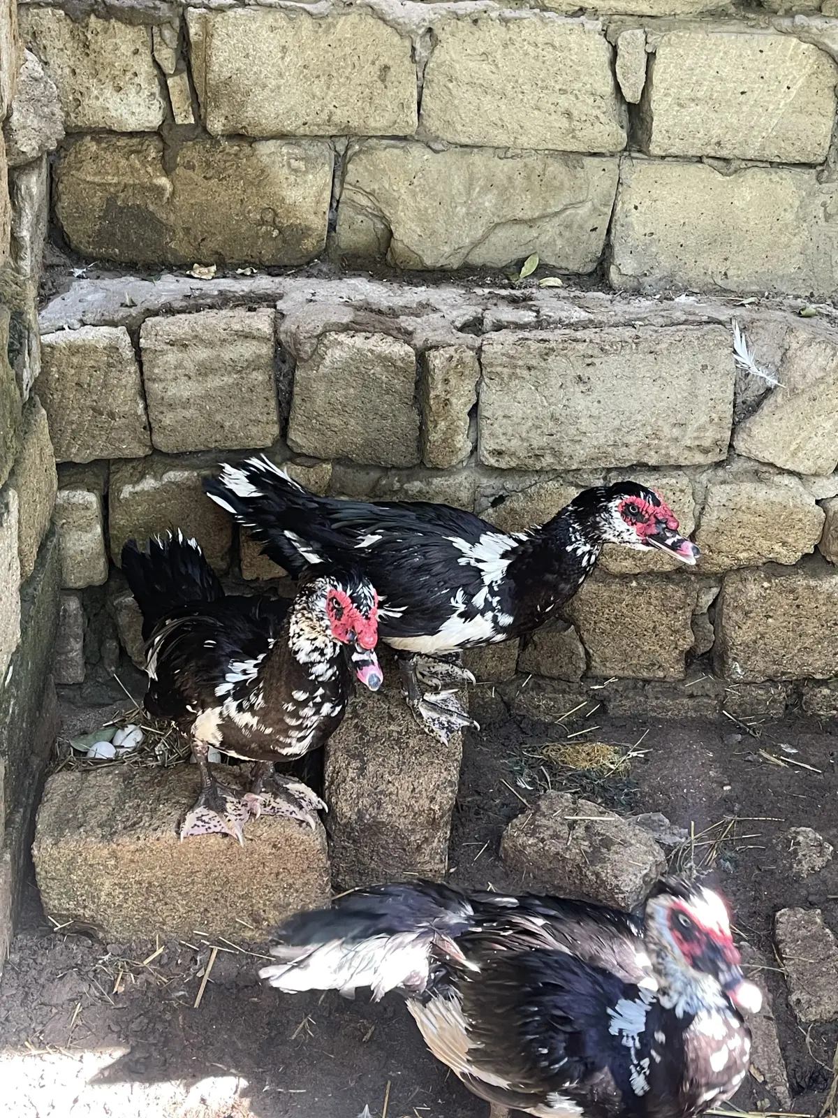 Ördək — Heyvanlar, Quşlar, Balıqlar, Bakı