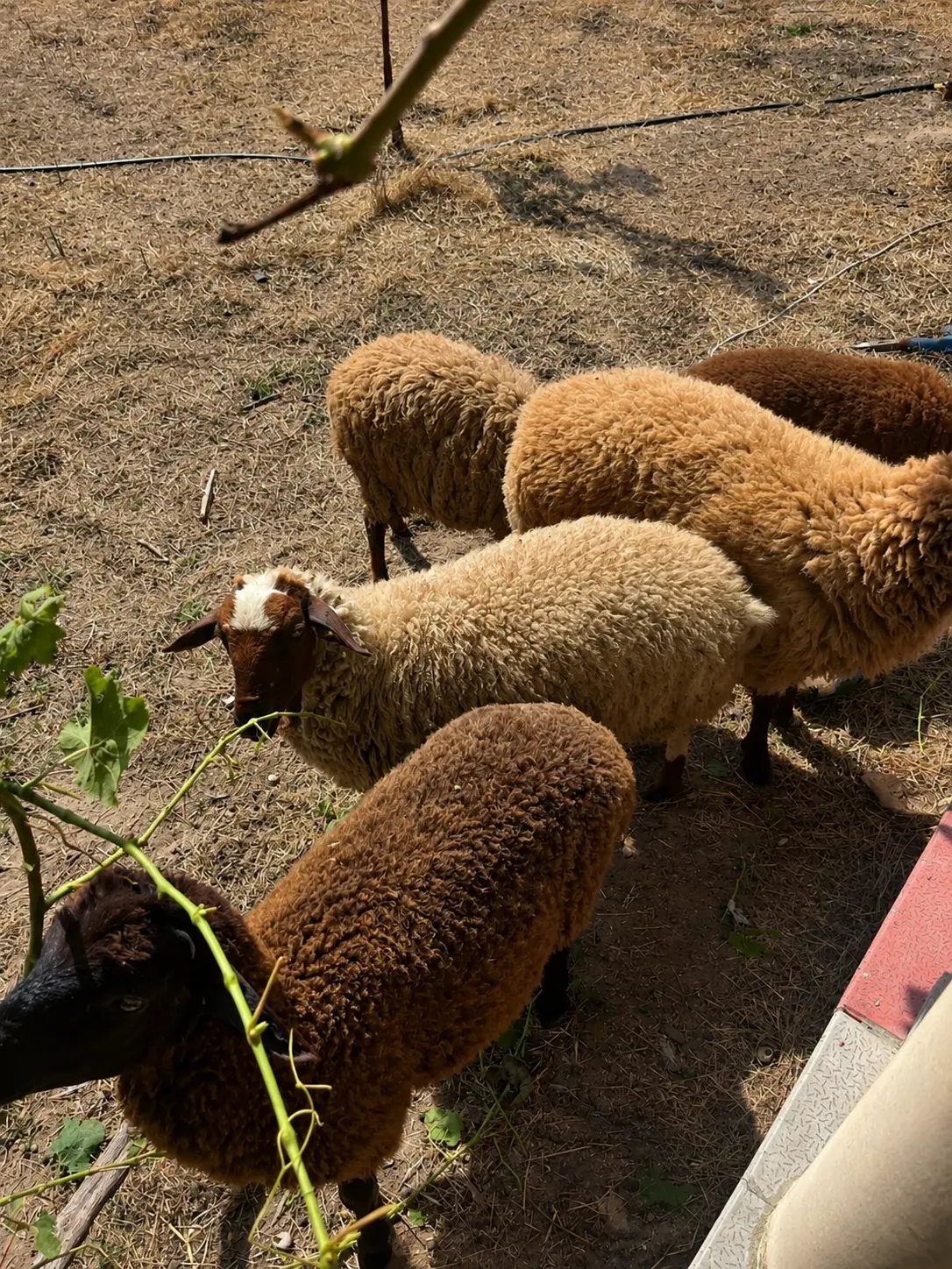Qoyunlar — Heyvanlar, Quşlar, Balıqlar, Bakı