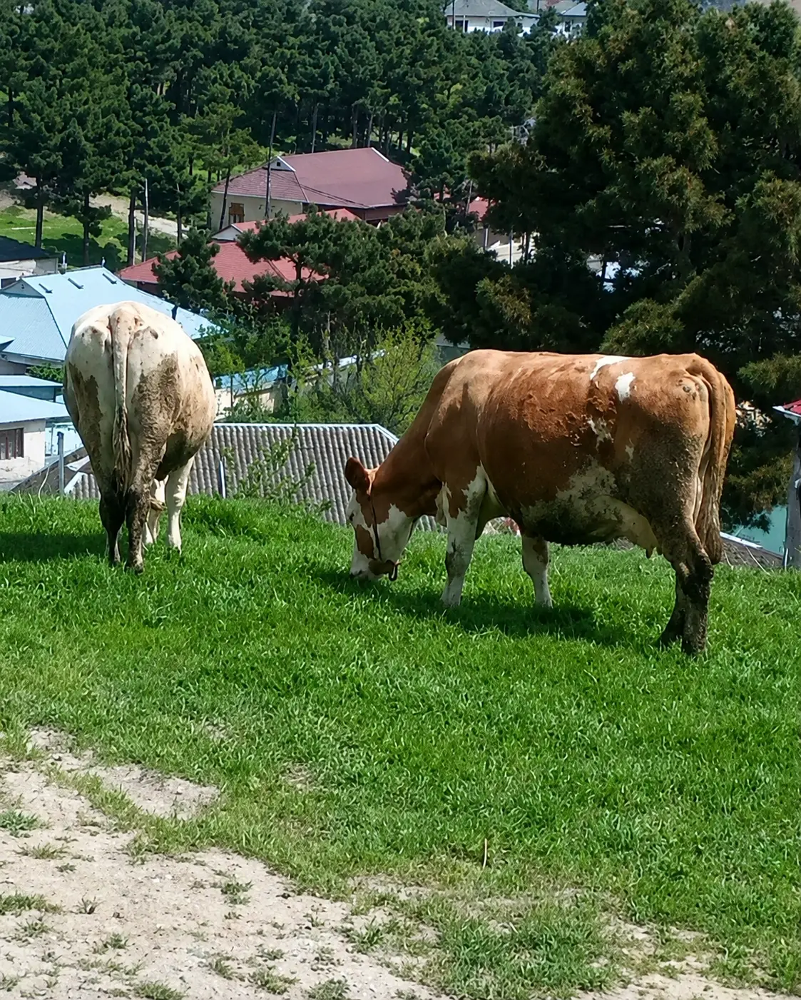 İnəklər — Heyvanlar, Quşlar, Balıqlar, Şamaxı