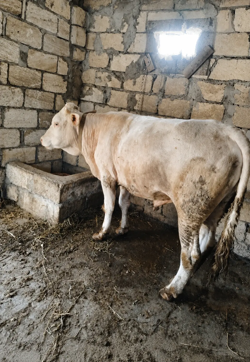 Danalar — Heyvanlar, Quşlar, Balıqlar, Bakı