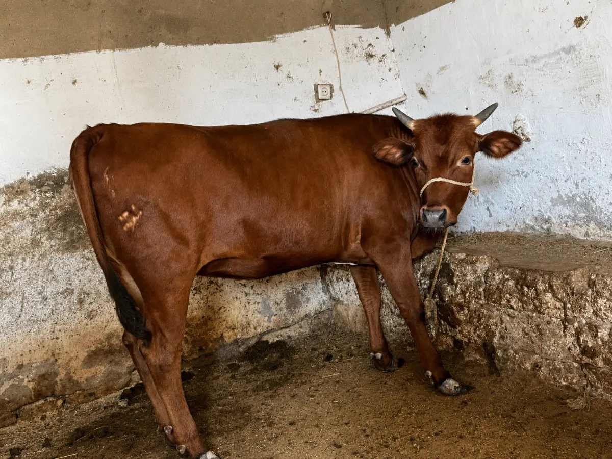 Düyələr — Heyvanlar, Quşlar, Balıqlar, Bakı