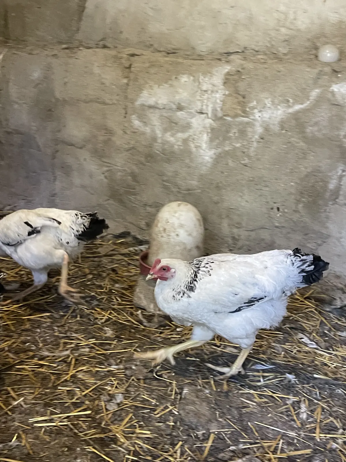 Toyuqlar — Heyvanlar, Quşlar, Balıqlar, Bakı